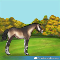 Horse Color:Brown Onyx