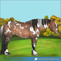 Horse Color:White Spotted Brown Rabicano 