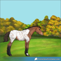 Horse Color:Bay Appaloosa