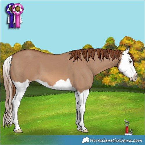 Horse Color:Red Dun Splash 