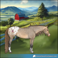 Horse Color:Buckskin Dun Appaloosa  and Buckskin Dun Appaloosa 