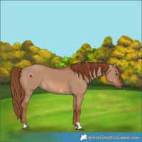 Horse Color:Red Dun Tobiano 