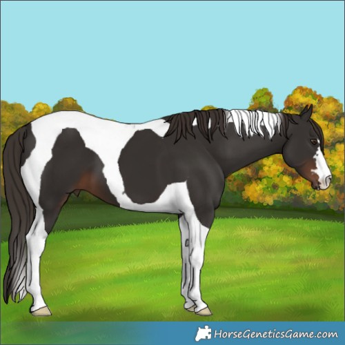 Horse Color:Liver Chestnut Tobiano 