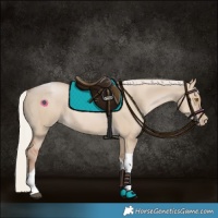 Horse Color:Silver Grullo Pearl Tobiano 