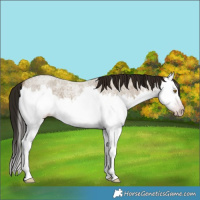 Horse Color:Gray Classic Cream Champagne Roan Splash 