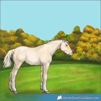 Horse Color:Palomino Pearl Dun 