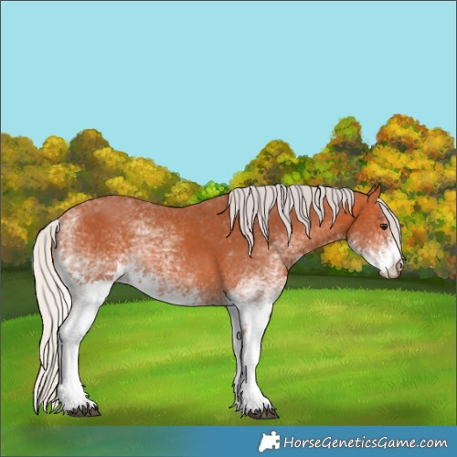 Horse Color:White Spotted Silver Bay