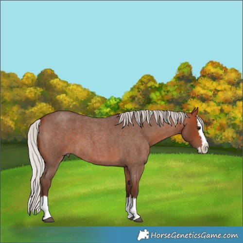 Horse Color:Silver Bay Roan Splash 