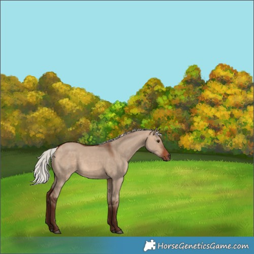 Horse Color:Unknown 