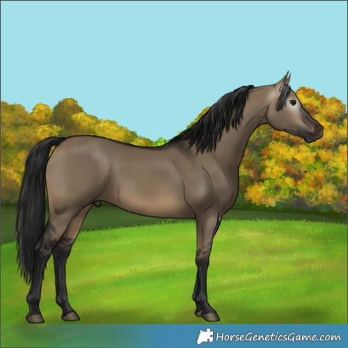 Horse Color:Gray Brown Dun 