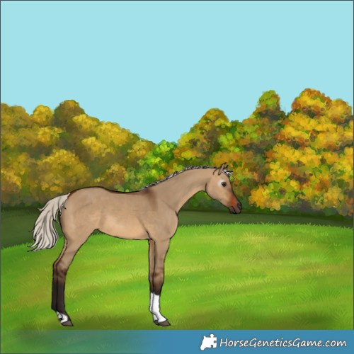Horse Color:Unknown 
