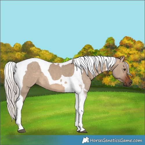 Horse Color:Silver Brown Dun Tobiano