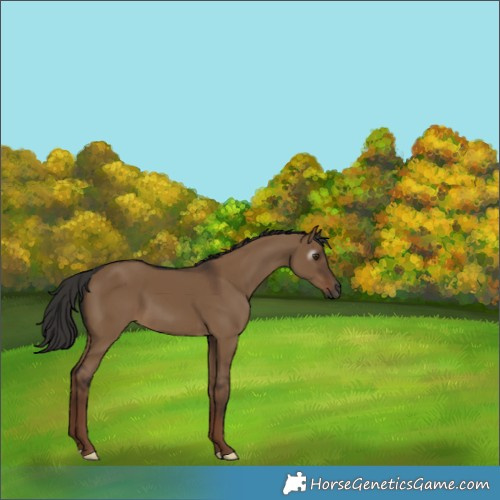 Horse Color:Gray Liver Red Dun 