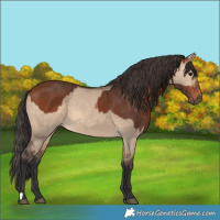 Horse Color:Bay Rabicano  and Bay Dun Rabicano 