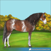 Horse Color:White Spotted Bay 