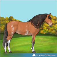 Horse Color:White Spotted Bay 