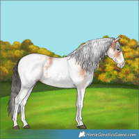 Horse Color:White Spotted Bay 
