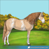 Horse Color:White Spotted Red Dun 