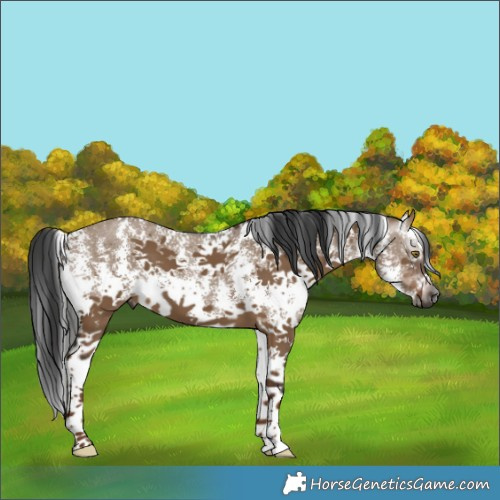 Horse Color:Gray Liver Red Dun Sabino 