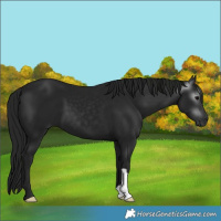 Horse Color:Gray Black