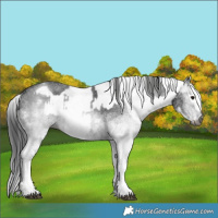 Horse Color:Gray White Spotted Black and Gray White Spotted Black