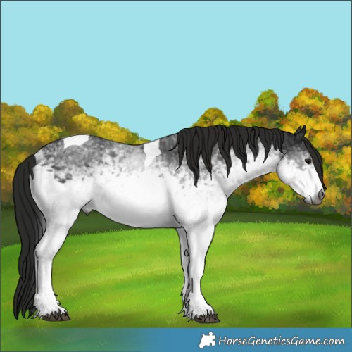 Horse Color:Gray White Spotted Black Tobiano