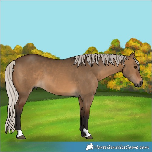 Horse Color:Gray Silver Bay Dun 