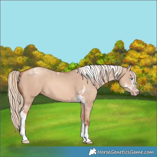 Horse Color:Gold Champagne Dun Tobiano