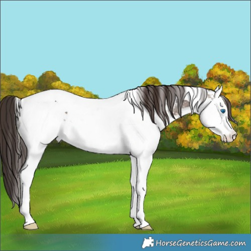 Horse Color:White Spotted Brown Dun Splash Tobiano Appaloosa 