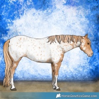 Horse Color:Chestnut Appaloosa  and Chestnut Appaloosa 