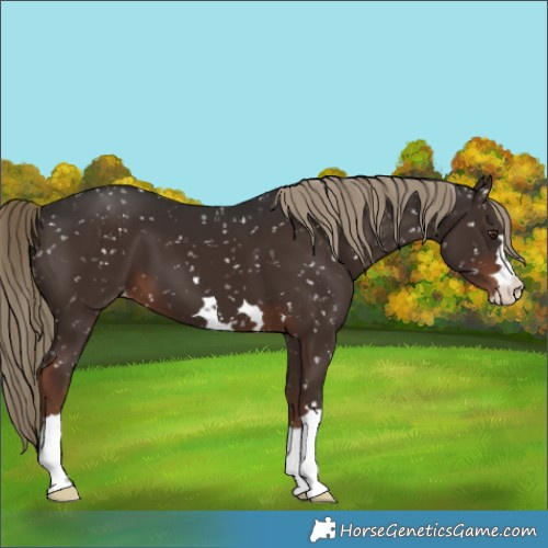 Horse Color:Liver Chestnut Appaloosa 