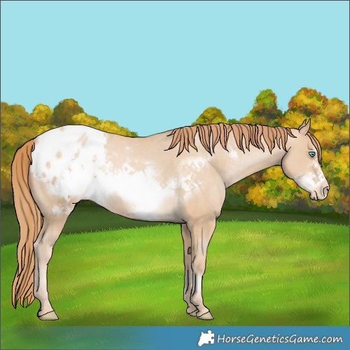 Horse Color:Buckskin Pearl Frame Appaloosa 