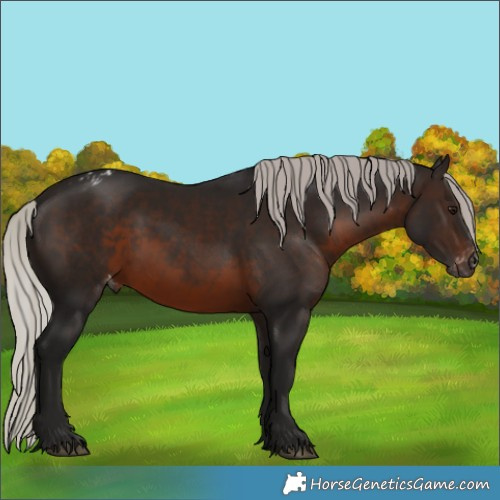 Horse Color:Gray Silver Brown Appaloosa 