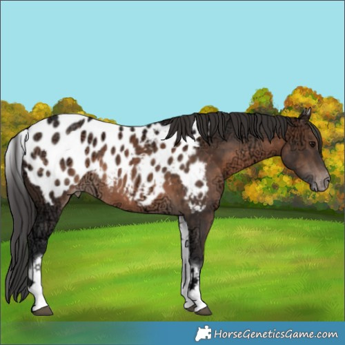 Horse Color:White Spotted Brown Ice Appaloosa 
