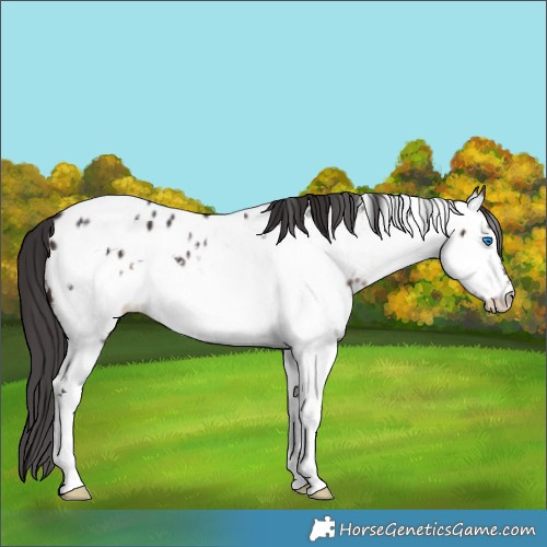Horse Color:Brown Splash Frame Appaloosa