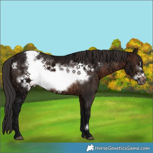 Horse Color:Brown Ice Frame Appaloosa Rabicano 