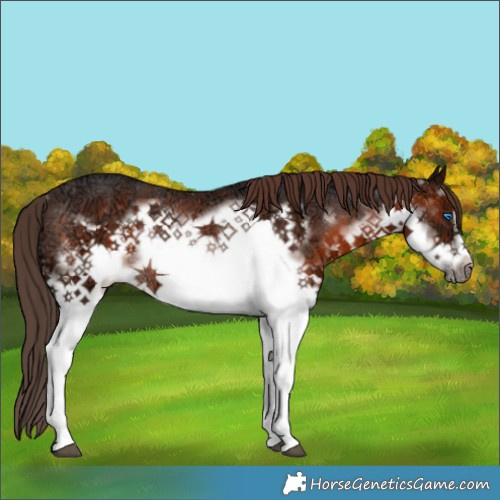 Horse Color:Brown Ice Splash Frame Appaloosa Rabicano