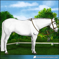 Horse Color:Gray Bay Near Leopard  and Gray Bay Near Leopard 
