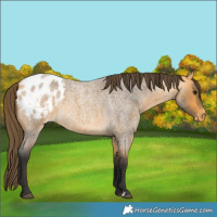Horse Color:Buckskin Roan Appaloosa