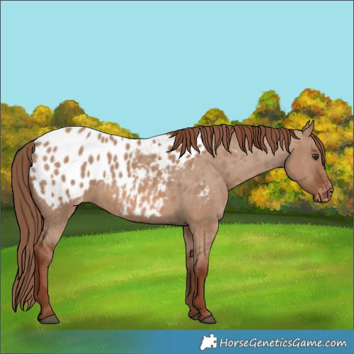 Horse Color:Red Dun Appaloosa