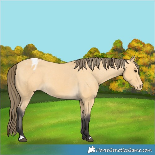 Horse Color:Buckskin Appaloosa 