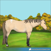 Horse Color:Buckskin Appaloosa 