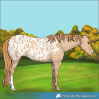 Horse Color:Red Dun Near Leopard 