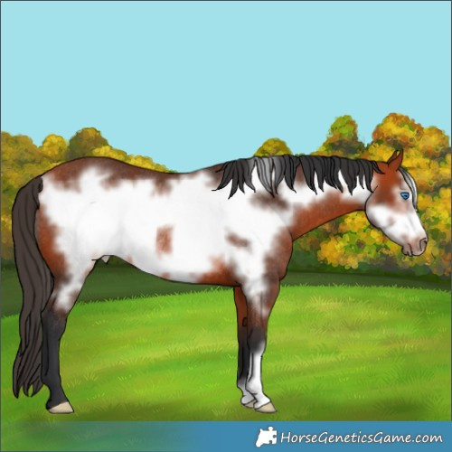 Horse Color:Bay Frame Rabicano 