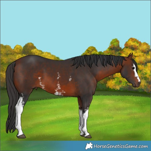 Horse Color:White Spotted Bay 