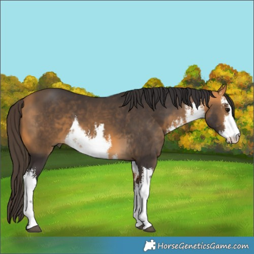 Horse Color:White Spotted Buckskin