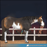 Horse Color:White Spotted Buckskin 