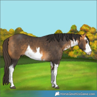 Horse Color:White Spotted Buckskin 