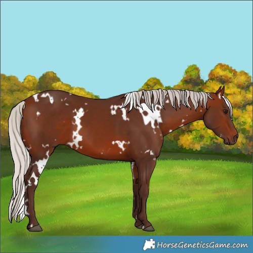 Horse Color:White Spotted Silver Bay 