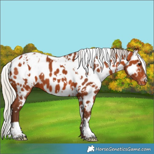 Horse Color:White Spotted Silver Bay Appaloosa